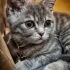 Duman