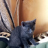Duman