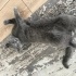 Bulut