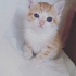 Pamuk