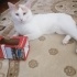 Pamuk