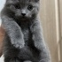 Duman