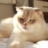 Pamuk