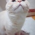 BULUT