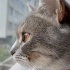 Duman