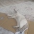 Pamuk