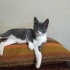Duman