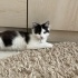 Pamuk