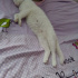 Pamuk 