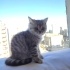DUMAN