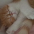 Pamuk