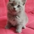 duman