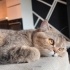 Pamuk