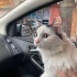 Pamuk