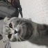 Duman