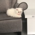 Pamuk
