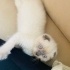 Pamuk