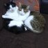 2 kardeş kedi