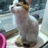 Pamuk