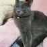 Duman
