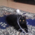Zeytin