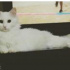 Pamuk