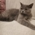 Duman