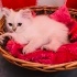 Pamuk