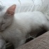 Pamuk