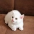 Pamuk