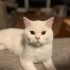 Pamuk