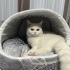 Pamuk