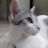 Duman