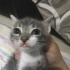Duman