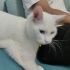 Bulut