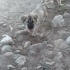 Yakut