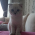 Pamuk