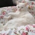 Pamuk