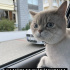 Duman