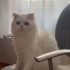 Pamuk