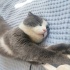 Duman