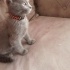 Duman
