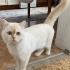Bulut