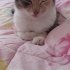 Pamuk