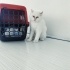 Pamuk