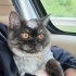 Duman