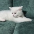 Pamuk