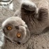 Duman