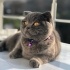 Mia