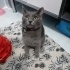 Mia